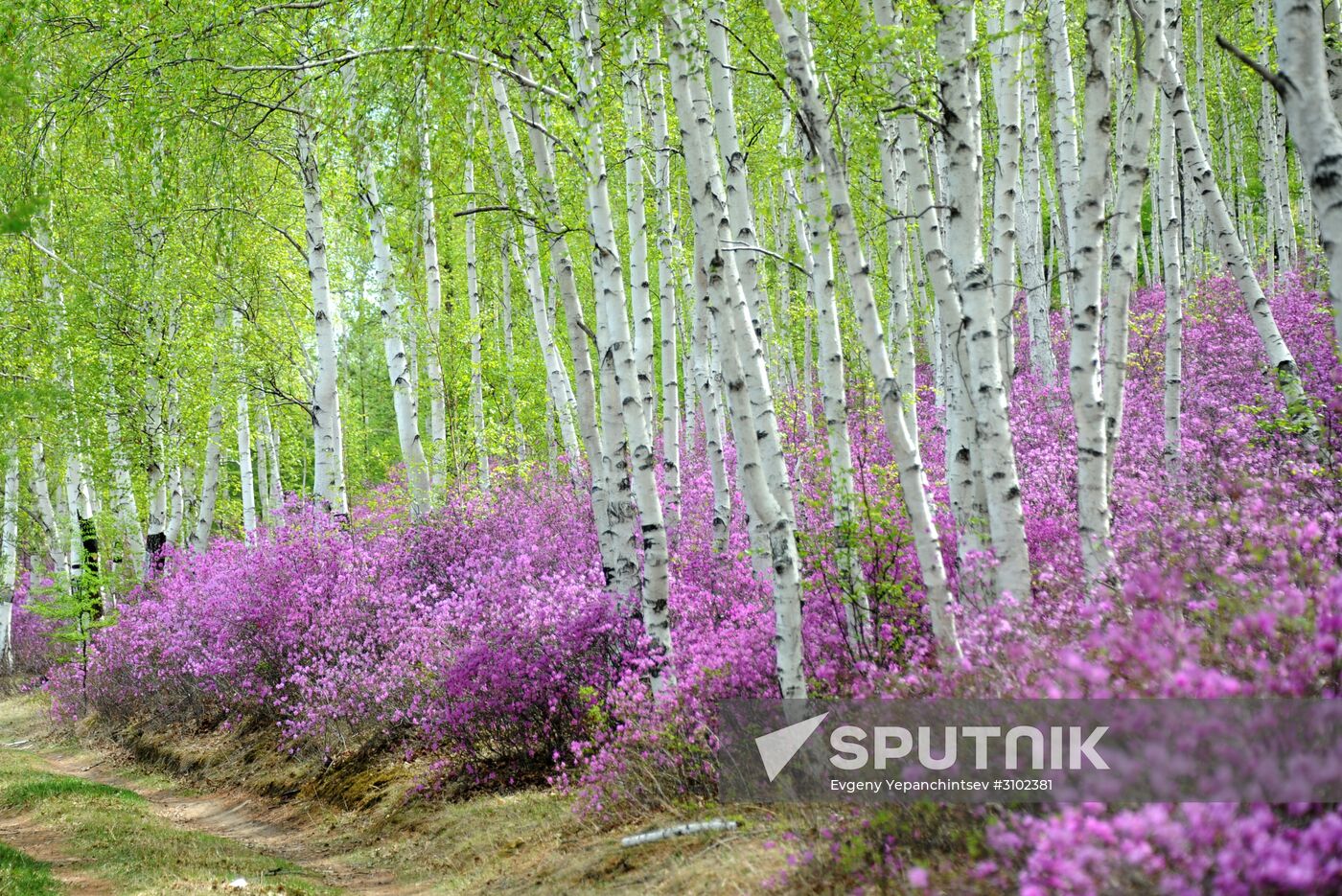 Wild rosemary in blossom in Trans-Baikal Territory