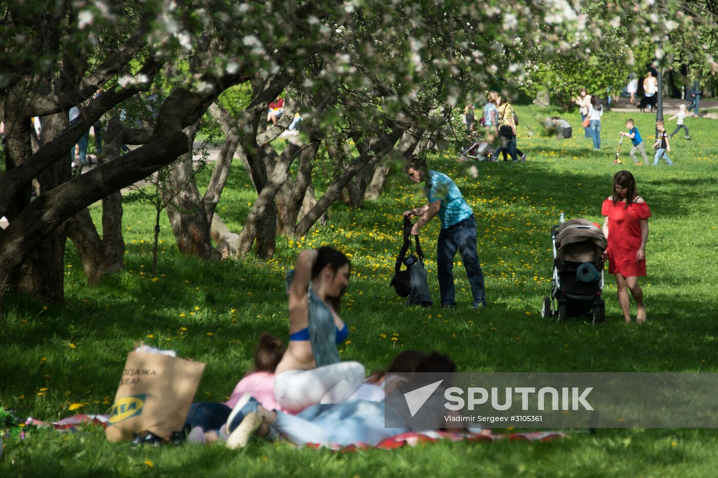 Trees start blooming in Moscow