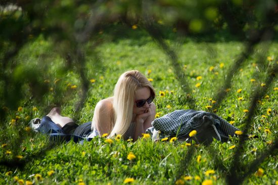 Apple trees start blooming in Moscow
