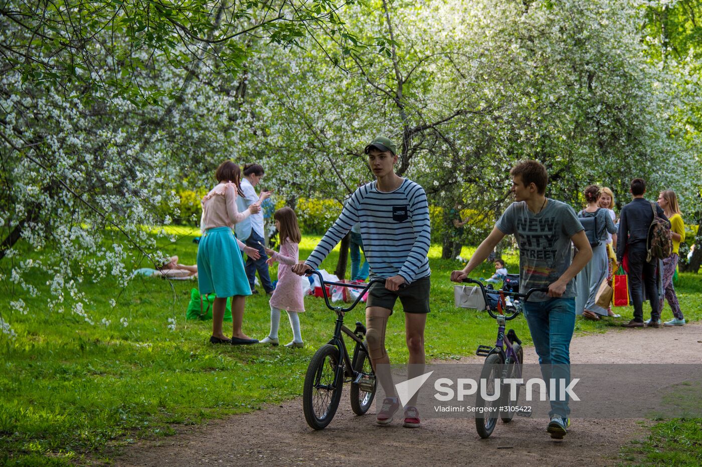 Trees start blooming in Moscow