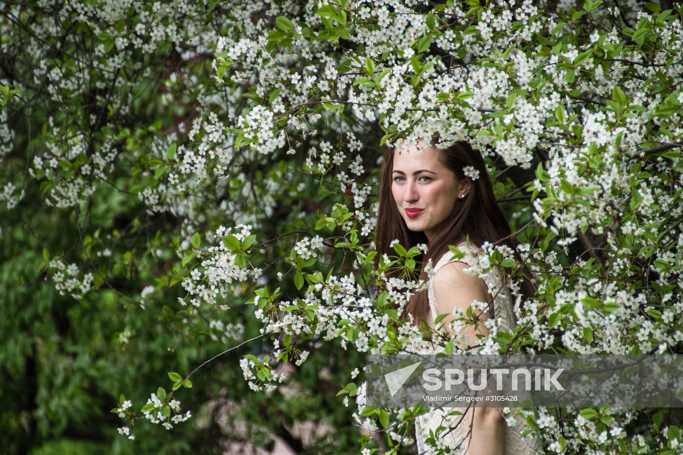 Apple trees start blooming in Moscow