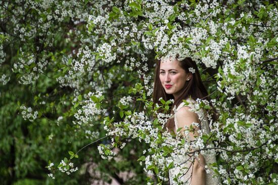 Apple trees start blooming in Moscow