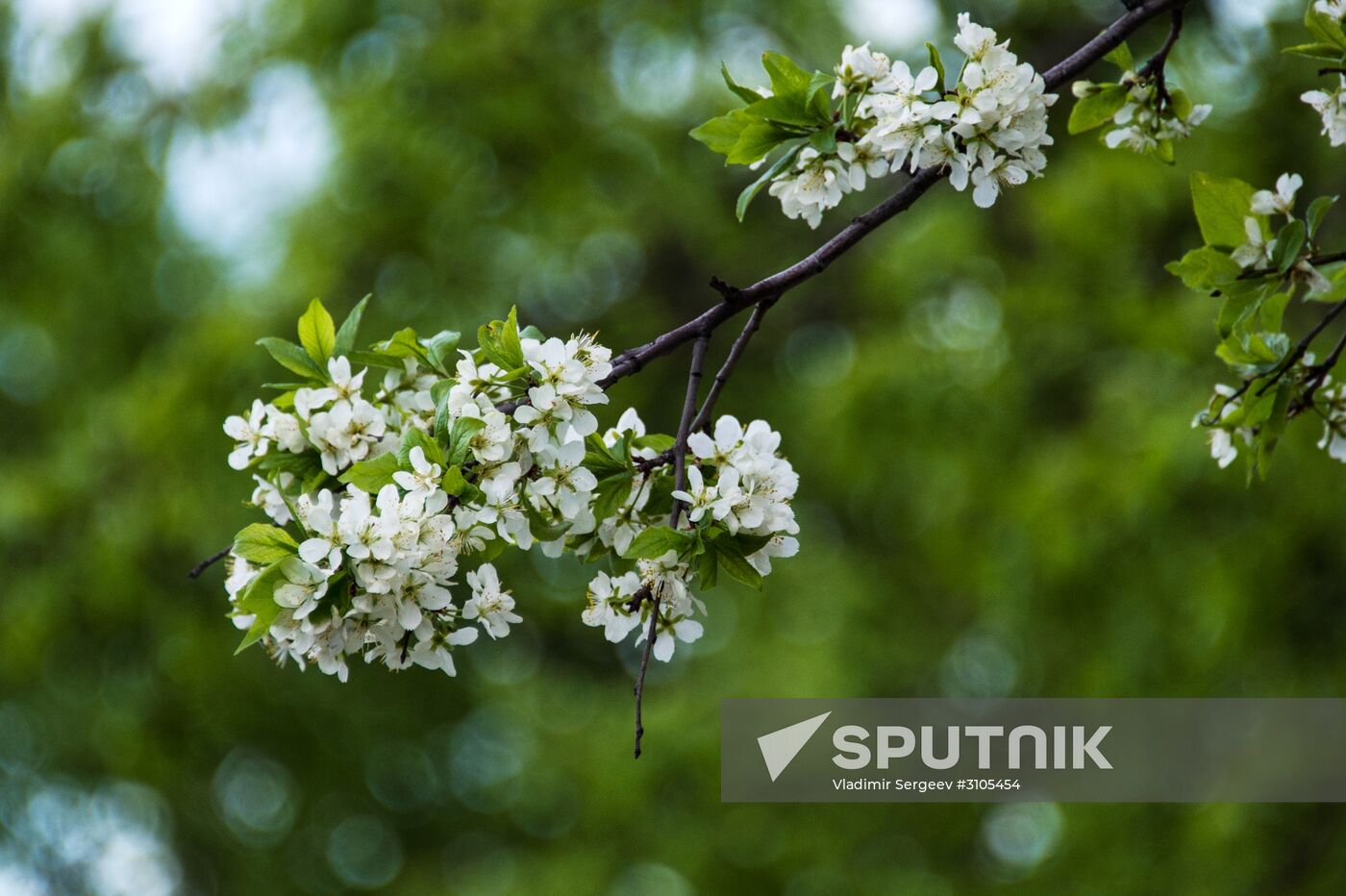 Apple trees start blooming in Moscow