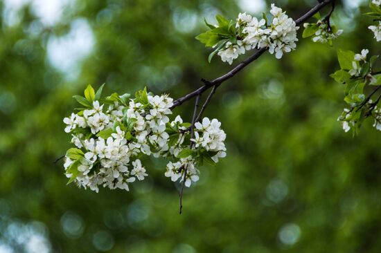 Apple trees start blooming in Moscow
