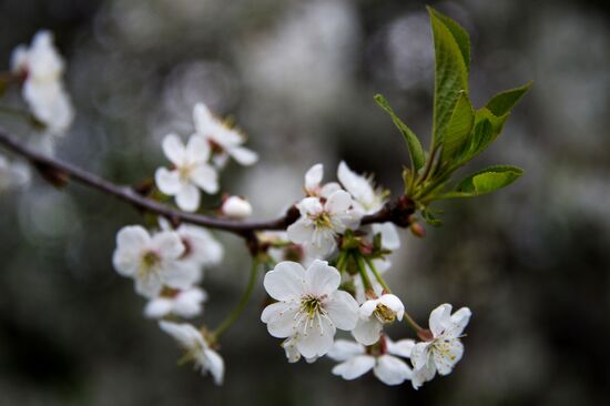 Apple trees start blooming in Moscow