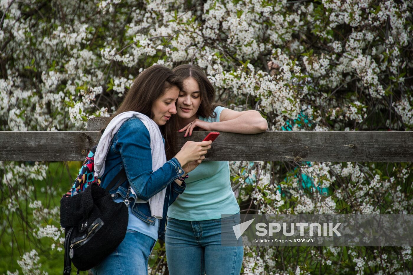 Apple trees start blooming in Moscow