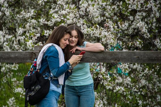 Apple trees start blooming in Moscow