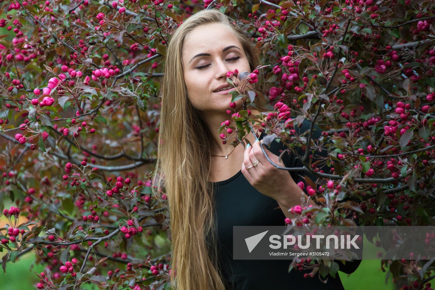 Apple trees start blooming in Moscow