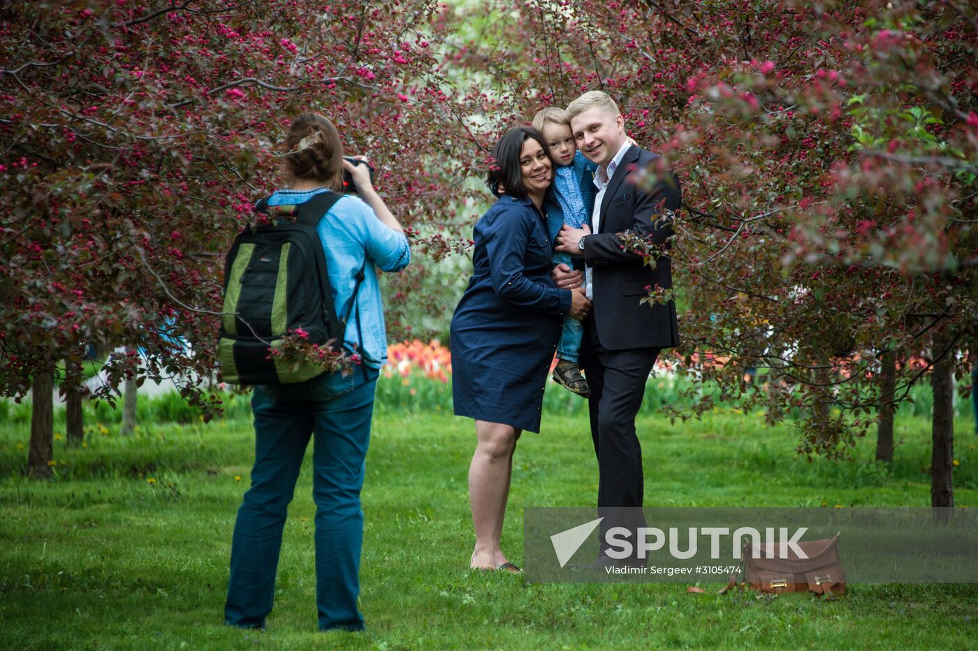 Apple trees start blooming in Moscow
