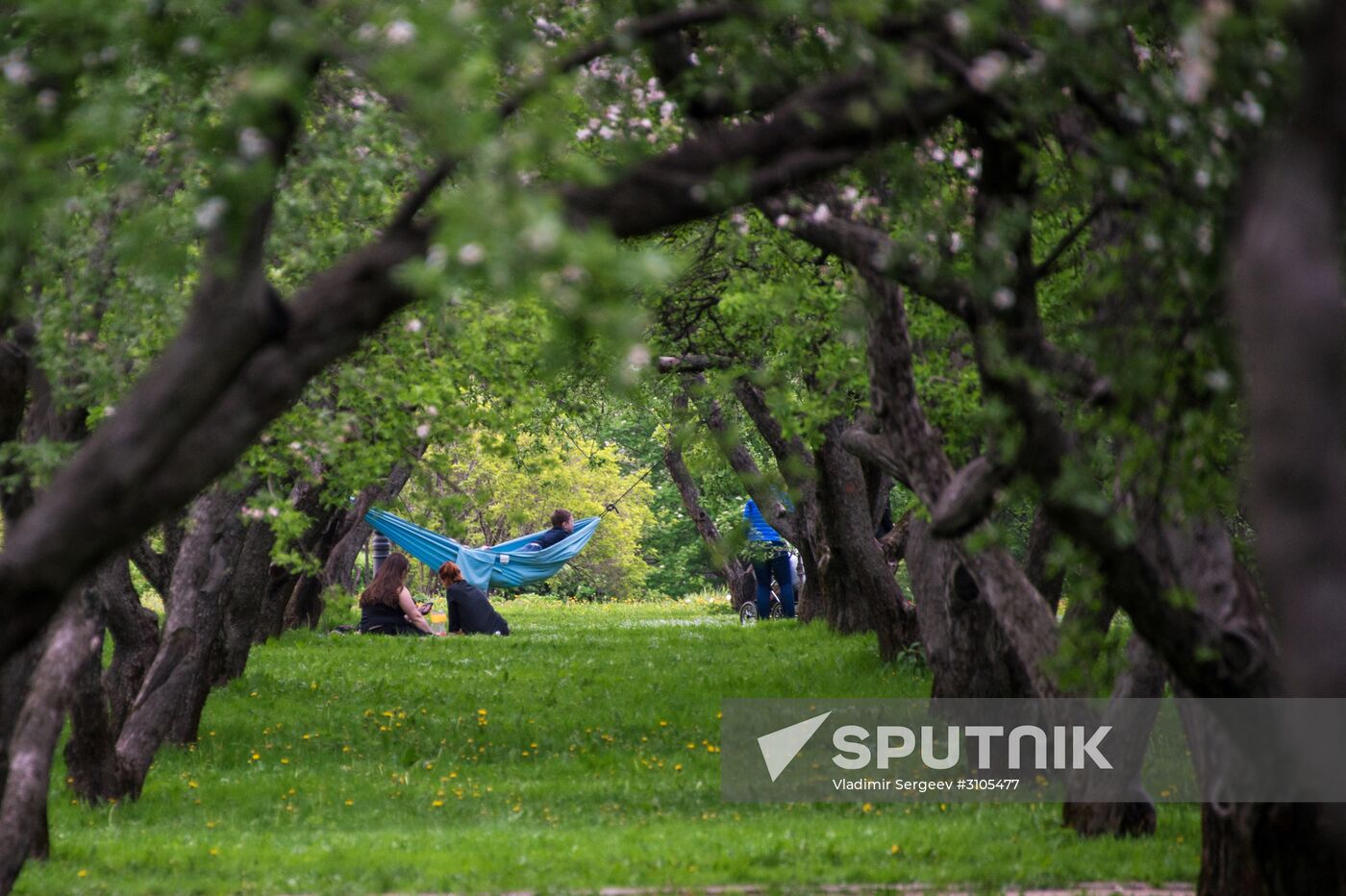 Trees start blooming in Moscow