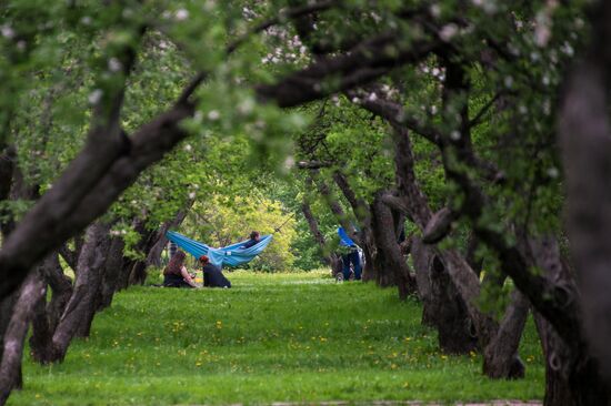 Trees start blooming in Moscow