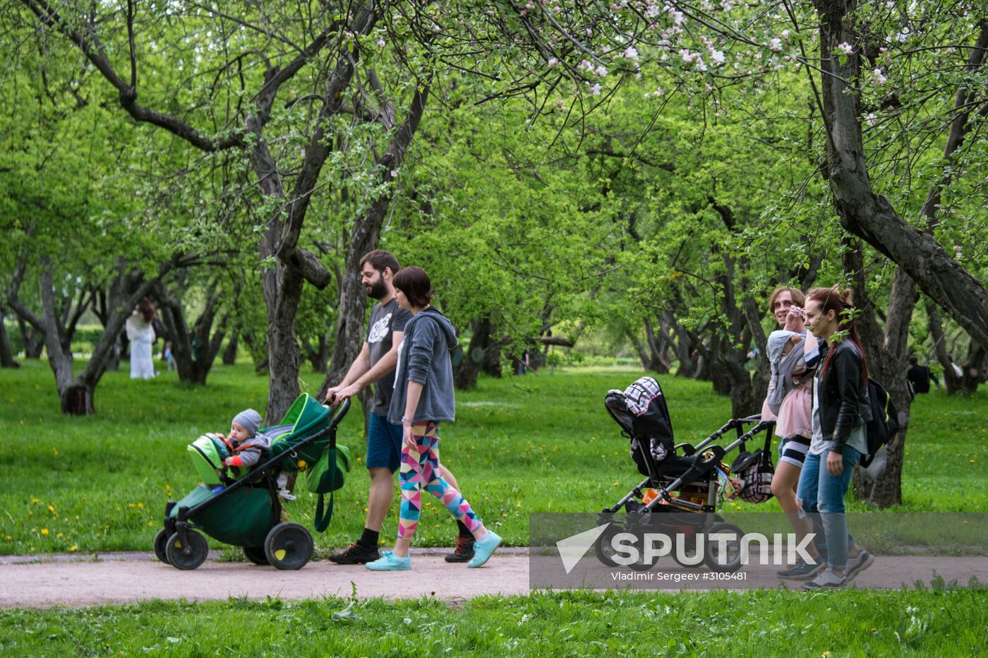 Trees start blooming in Moscow