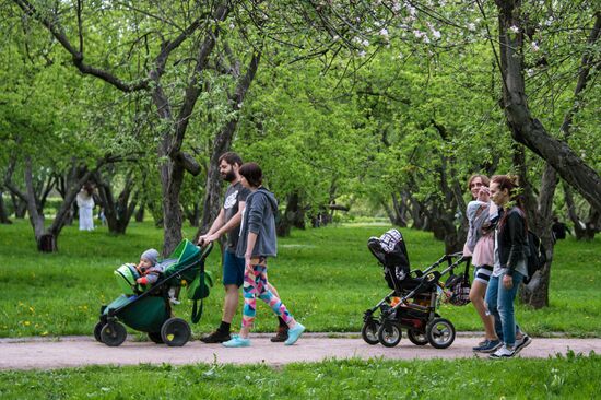 Trees start blooming in Moscow