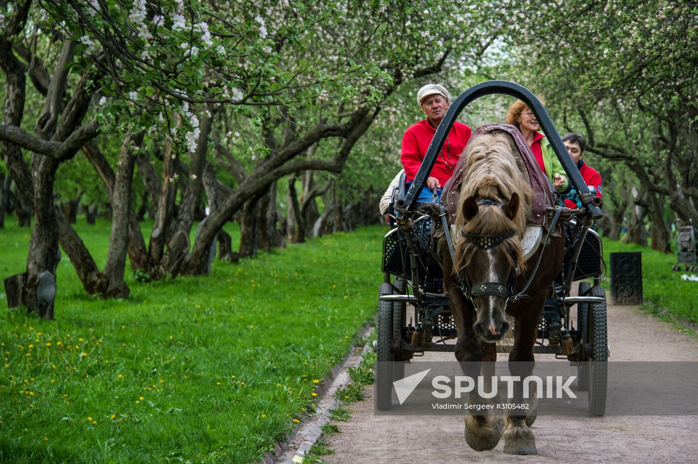 Trees start blooming in Moscow