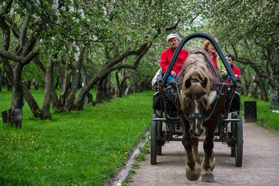 Trees start blooming in Moscow