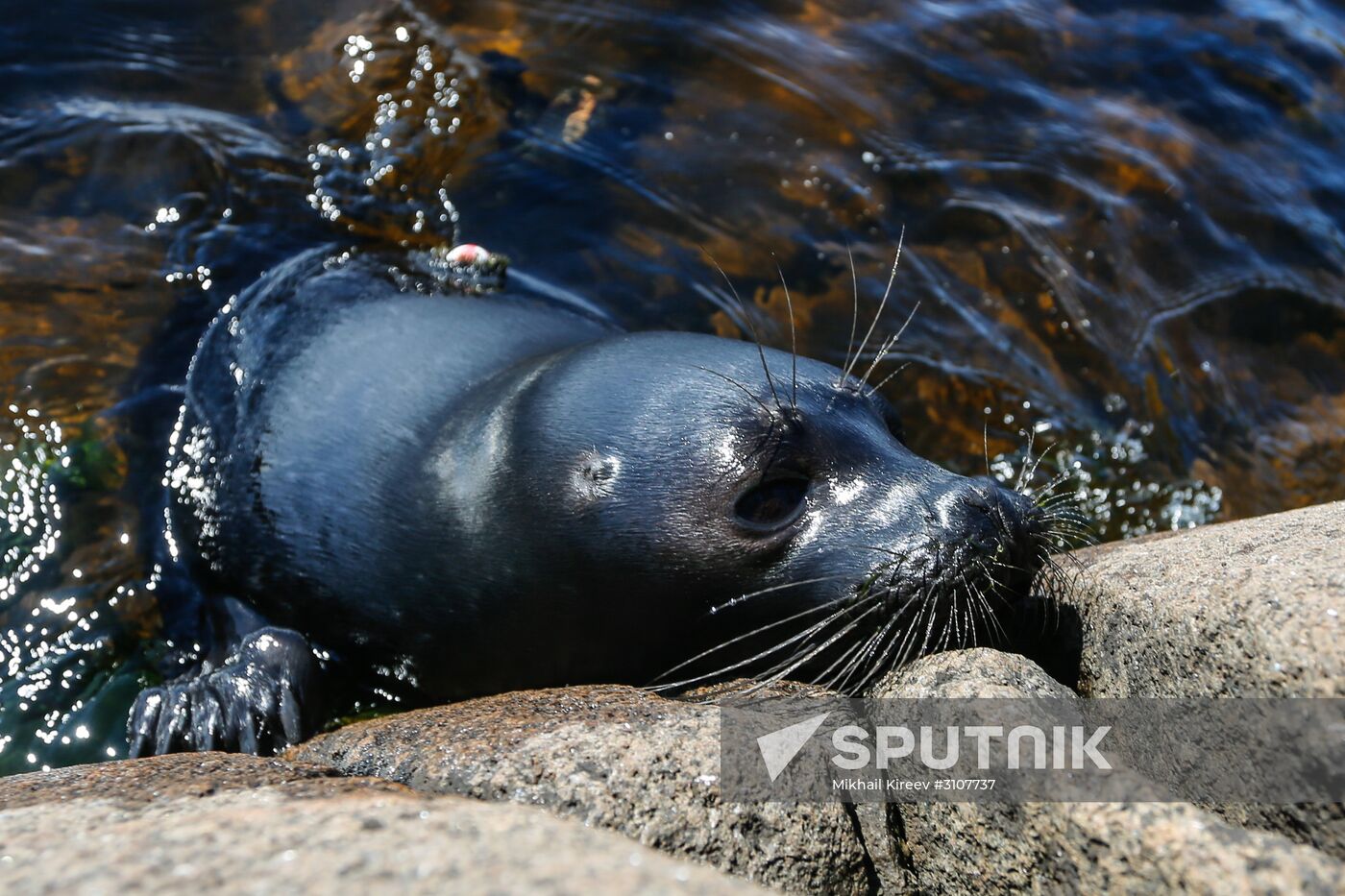 Kroshik the baby seal released into Lake Ladoga from Valaam Island