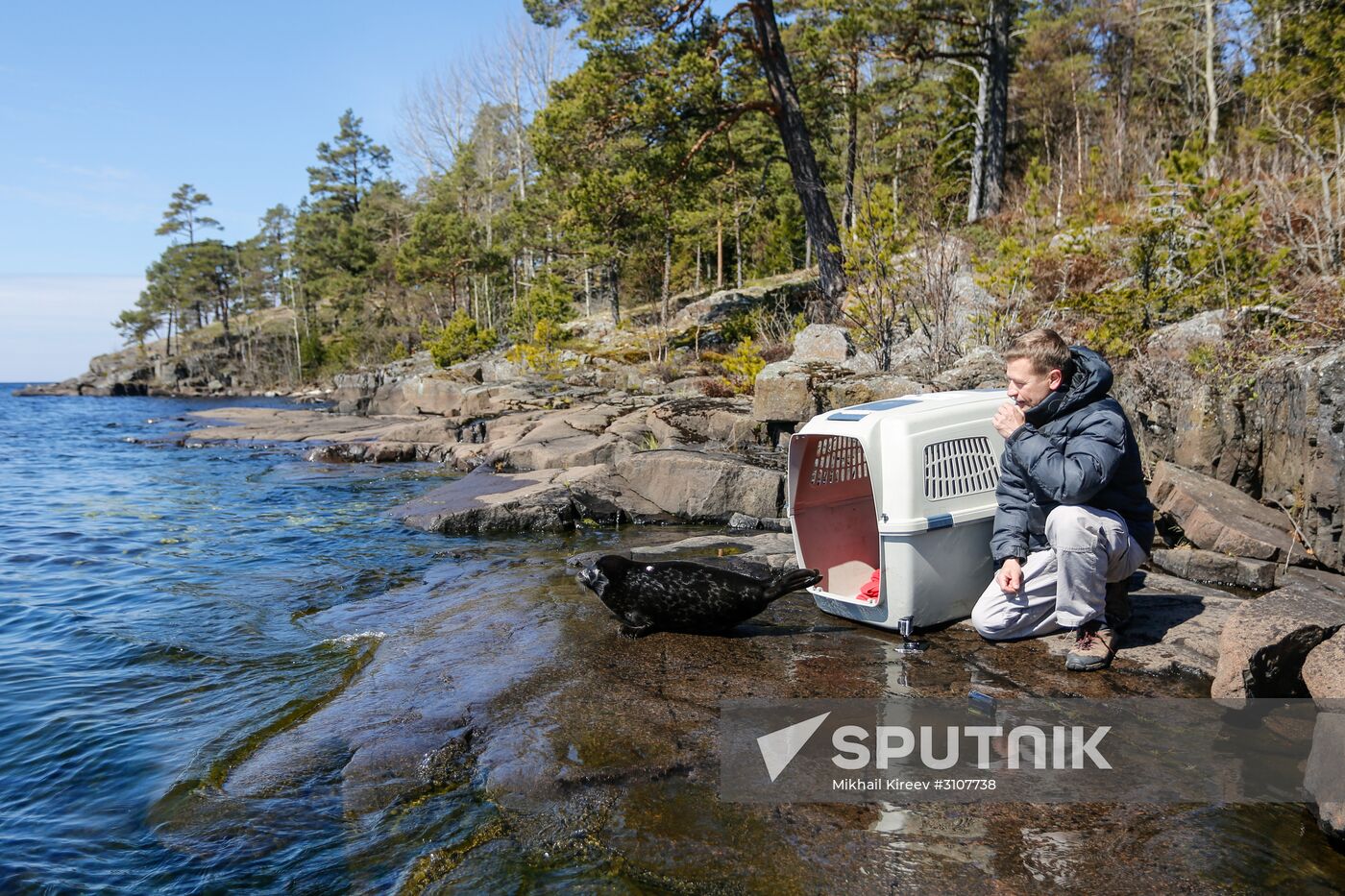 Kroshik the baby seal released into Lake Ladoga from Valaam Island