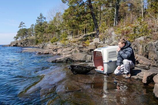 Kroshik the baby seal released into Lake Ladoga from Valaam Island