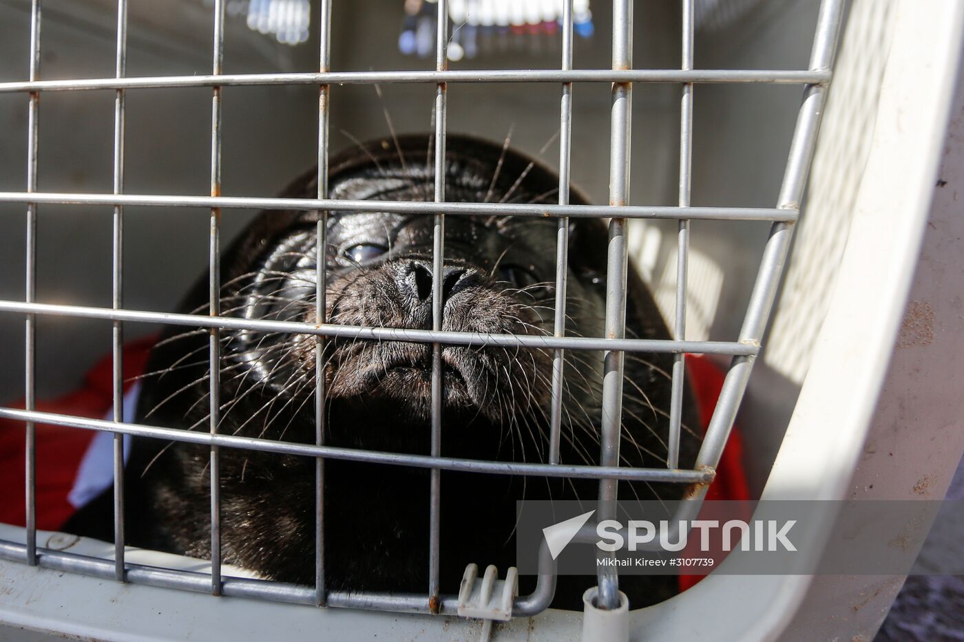 Kroshik the baby seal released into Lake Ladoga from Valaam Island