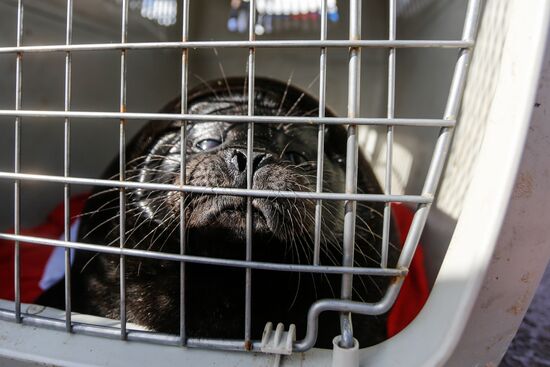 Kroshik the baby seal released into Lake Ladoga from Valaam Island