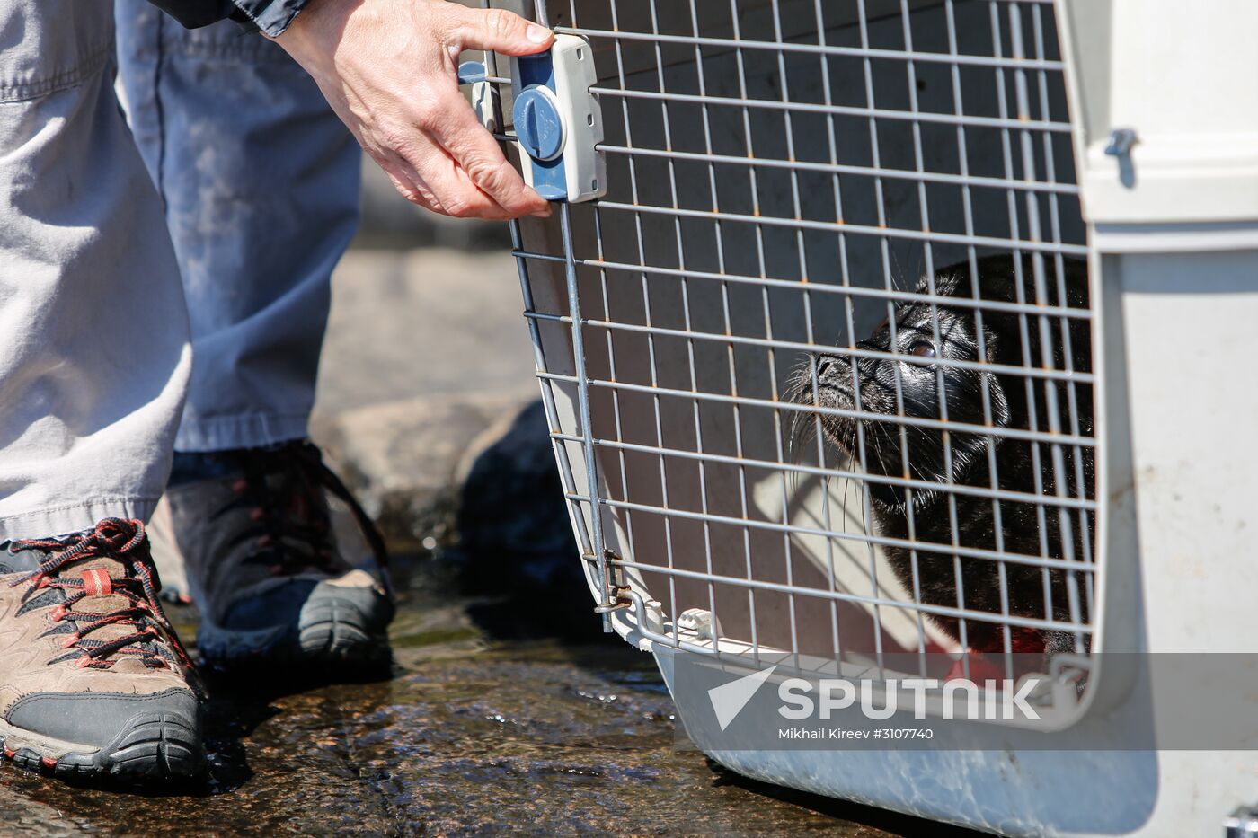 Kroshik the baby seal released into Lake Ladoga from Valaam Island