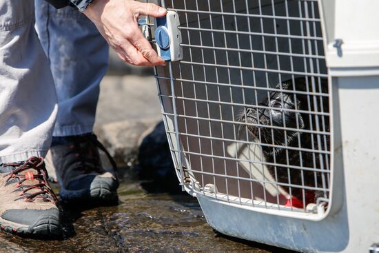 Kroshik the baby seal released into Lake Ladoga from Valaam Island