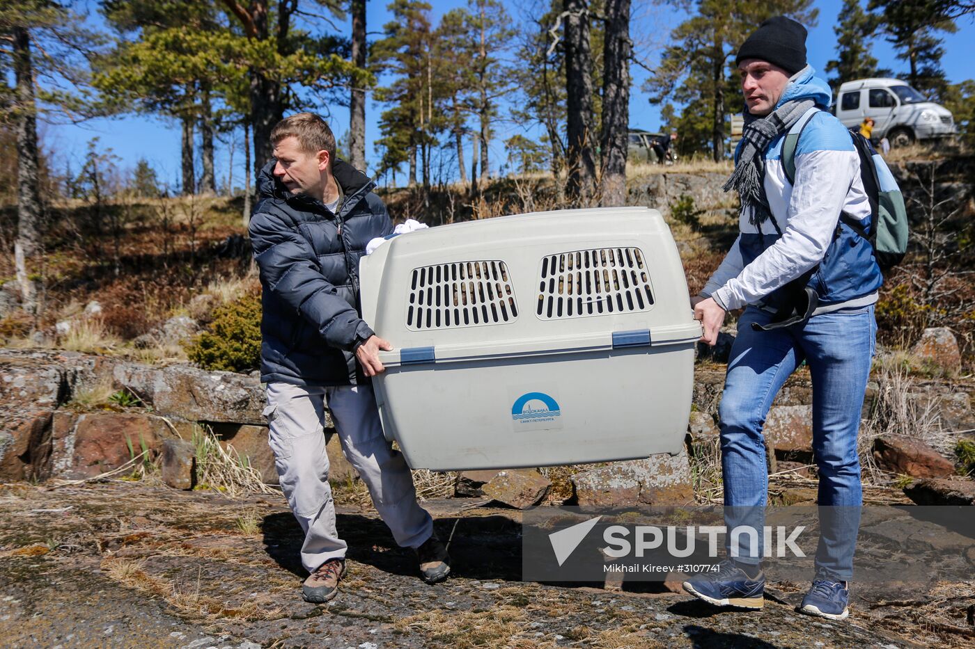 Kroshik the baby seal released into Lake Ladoga from Valaam Island