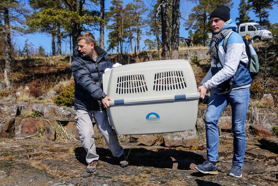 Kroshik the baby seal released into Lake Ladoga from Valaam Island