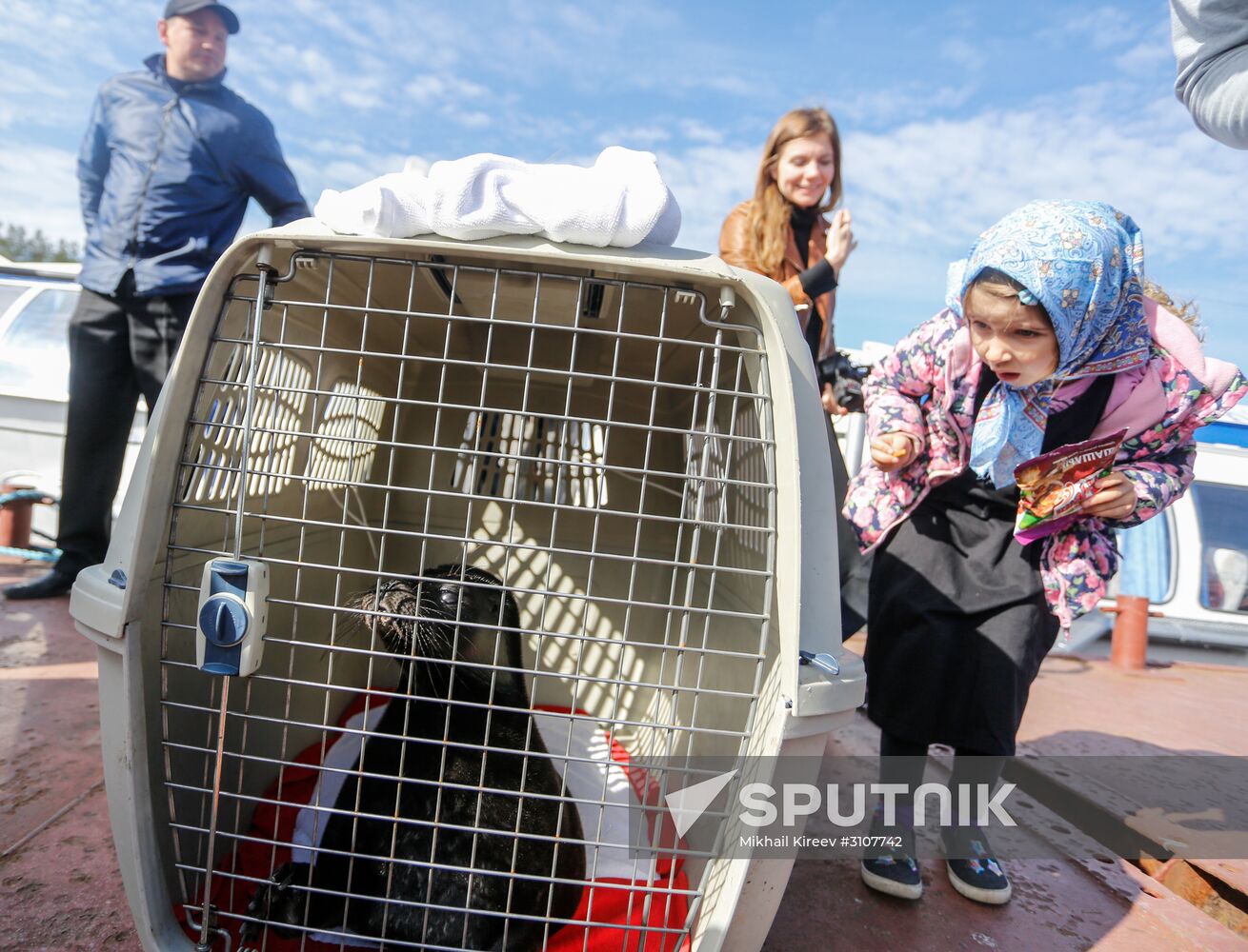 Kroshik the baby seal released into Lake Ladoga from Valaam Island