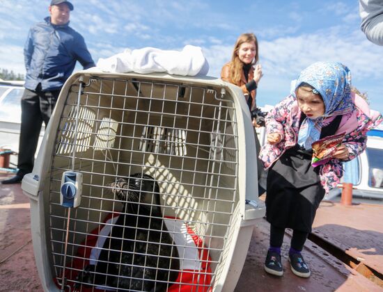 Kroshik the baby seal released into Lake Ladoga from Valaam Island