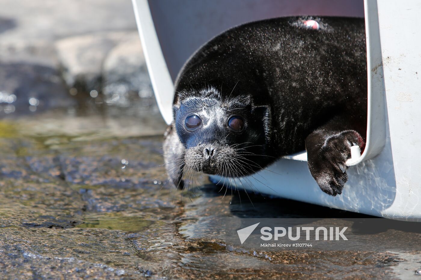 Kroshik the baby seal released into Lake Ladoga from Valaam Island