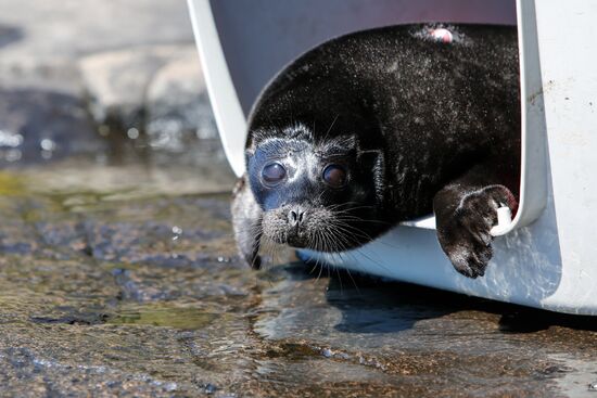 Kroshik the baby seal released into Lake Ladoga from Valaam Island