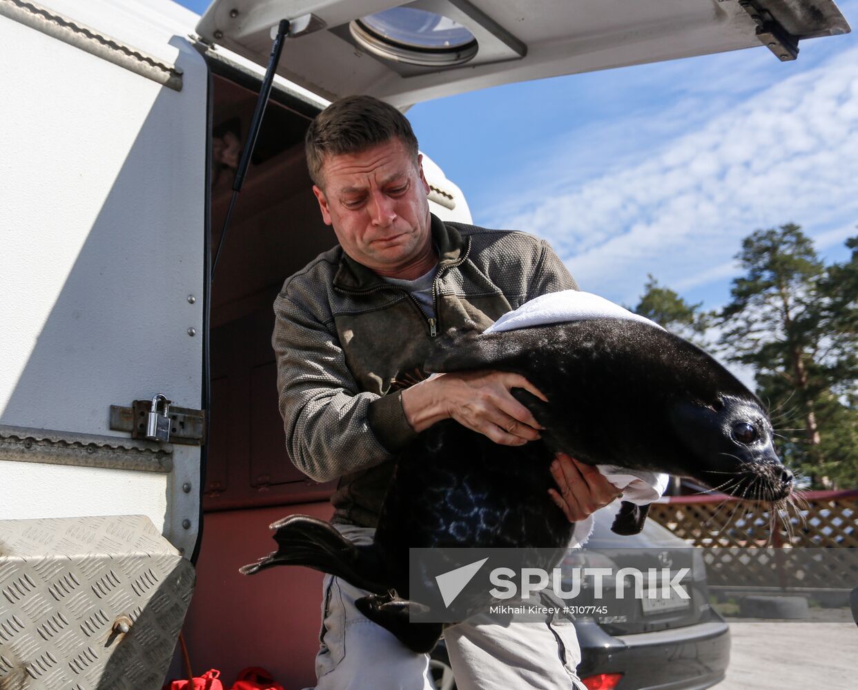 Kroshik the baby seal released into Lake Ladoga from Valaam Island