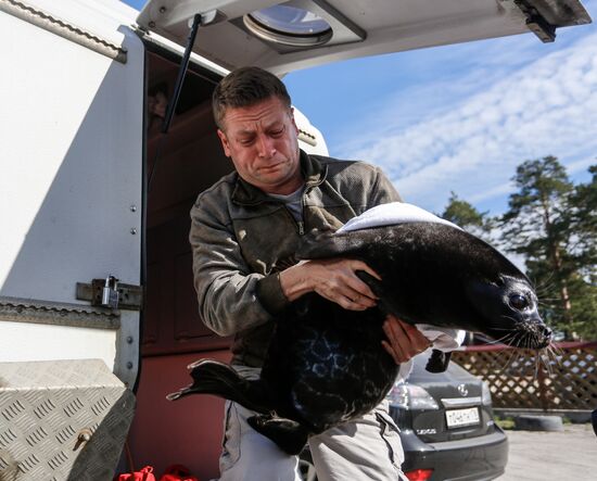 Kroshik the baby seal released into Lake Ladoga from Valaam Island