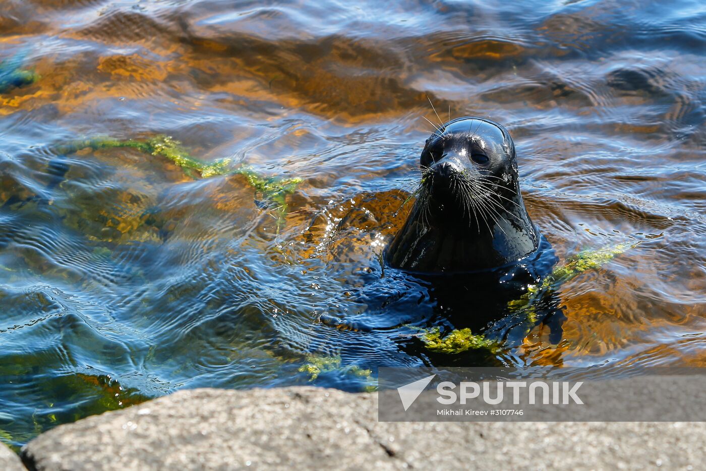 Kroshik the baby seal released into Lake Ladoga from Valaam Island