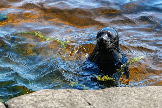 Kroshik the baby seal released into Lake Ladoga from Valaam Island