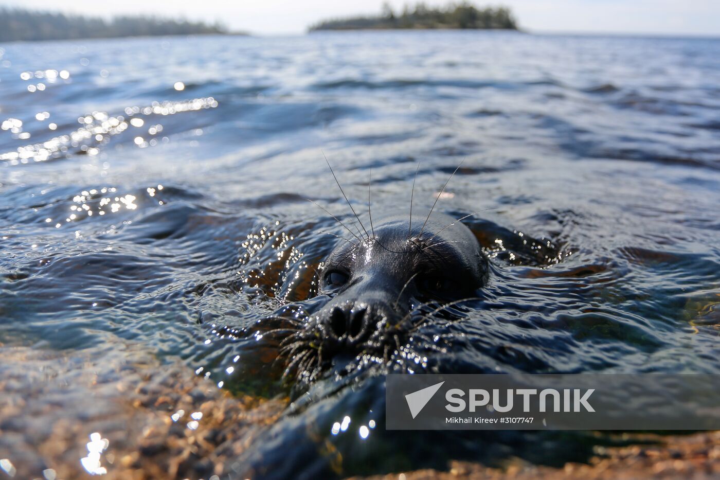 Kroshik the baby seal released into Lake Ladoga from Valaam Island