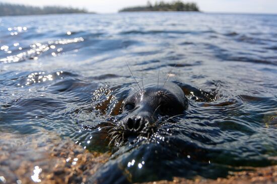 Kroshik the baby seal released into Lake Ladoga from Valaam Island