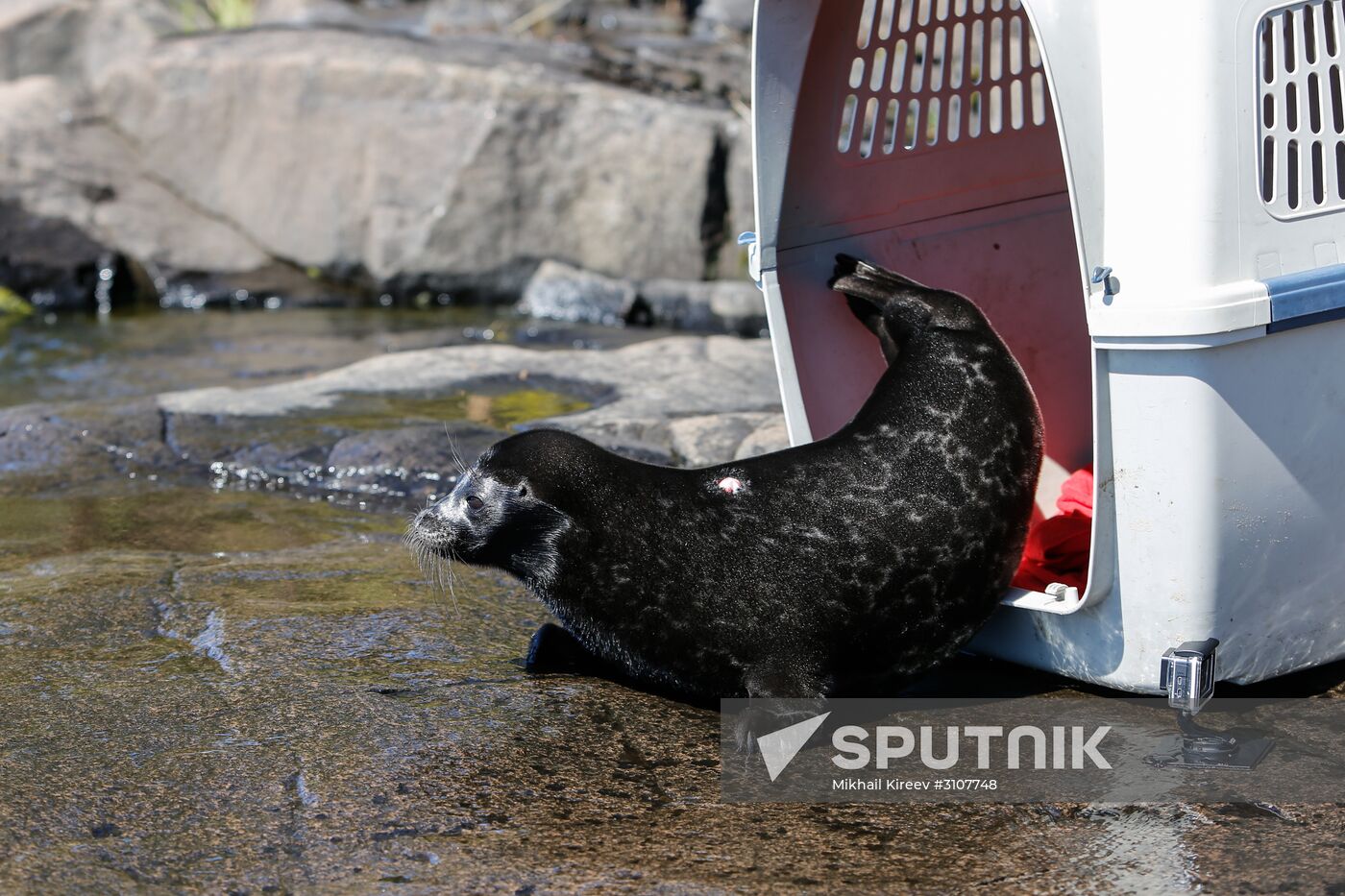 Kroshik the baby seal released into Lake Ladoga from Valaam Island