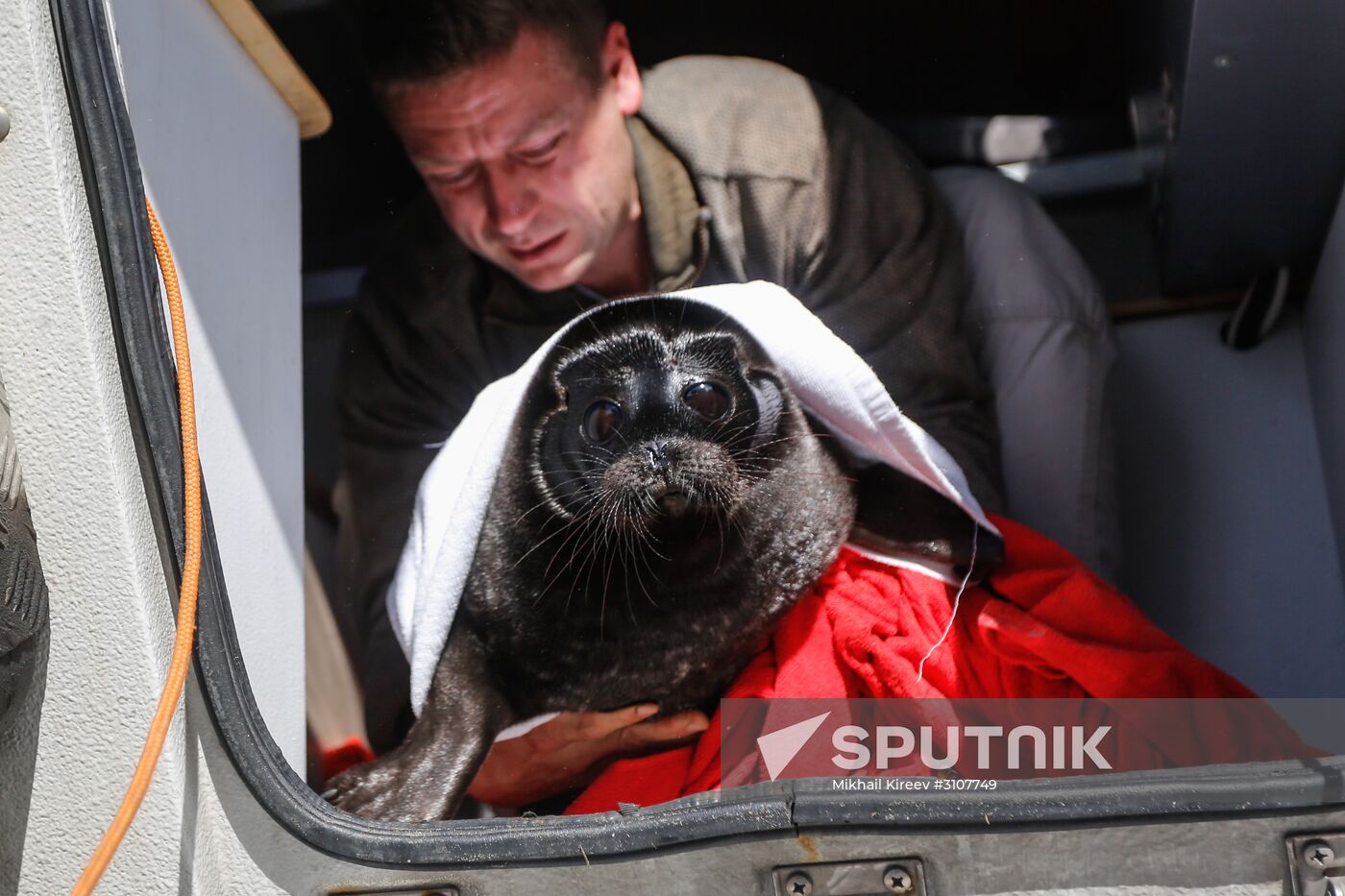 Kroshik the baby seal released into Lake Ladoga from Valaam Island