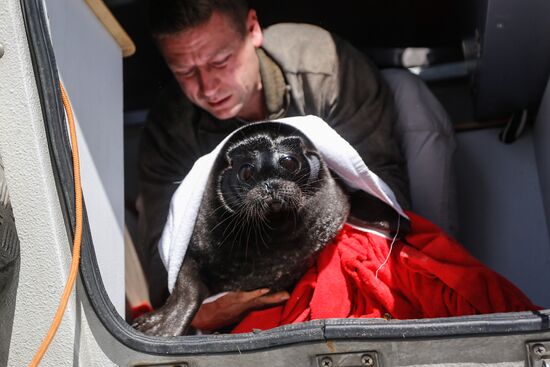 Kroshik the baby seal released into Lake Ladoga from Valaam Island