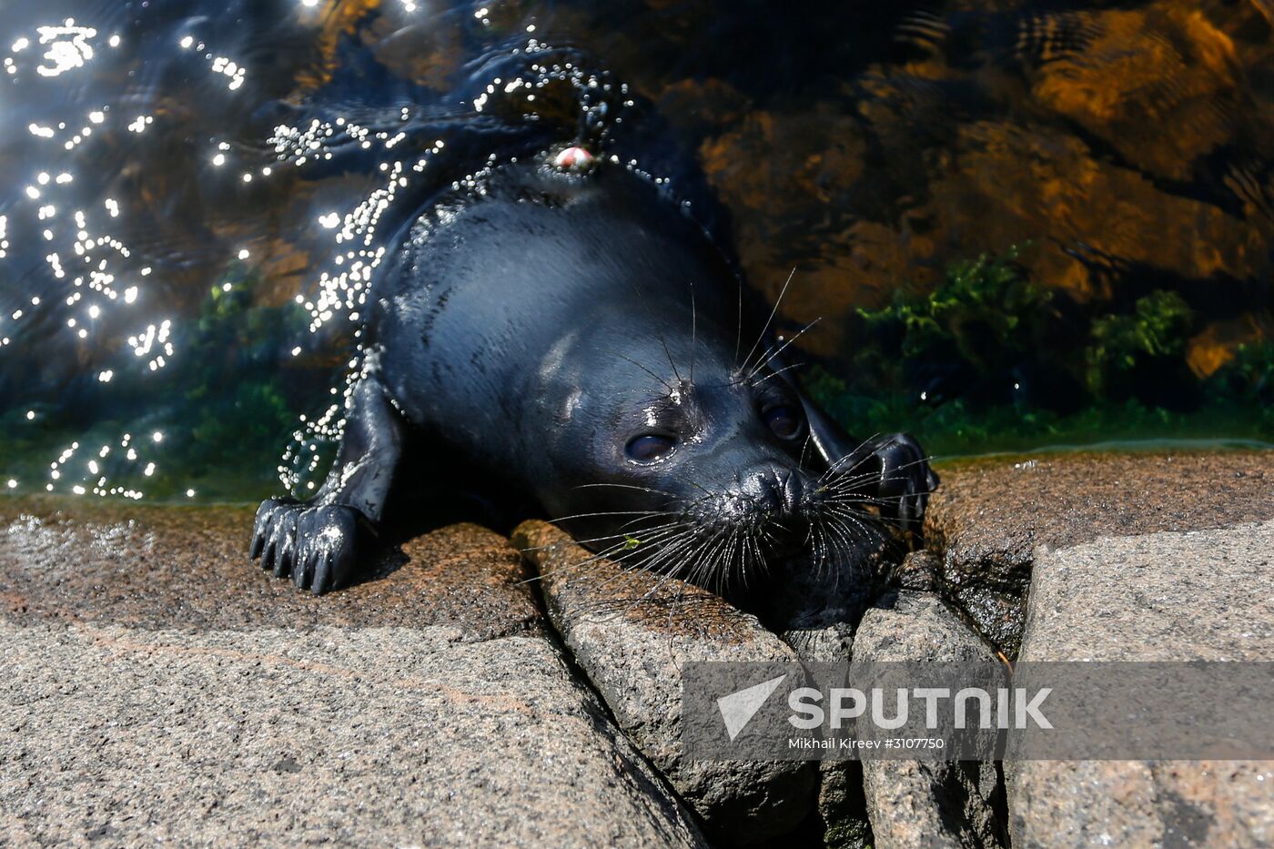 Kroshik the baby seal released into Lake Ladoga from Valaam Island