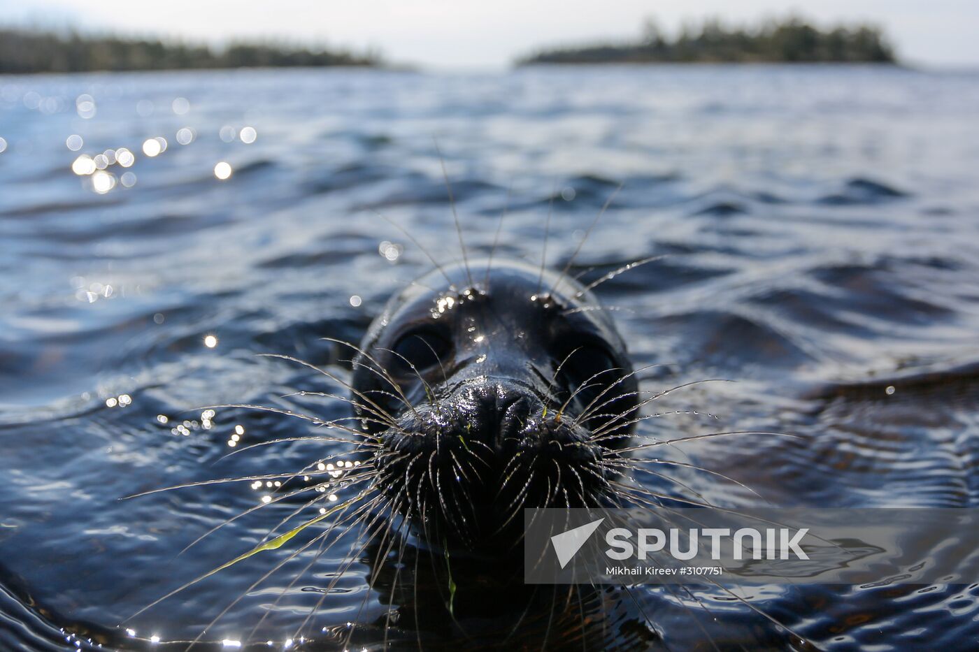Kroshik the baby seal released into Lake Ladoga from Valaam Island