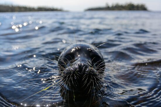 Kroshik the baby seal released into Lake Ladoga from Valaam Island