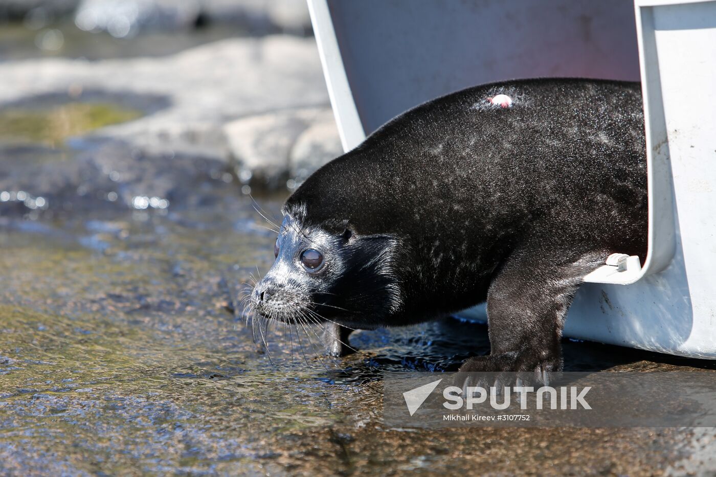 Kroshik the baby seal released into Lake Ladoga from Valaam Island