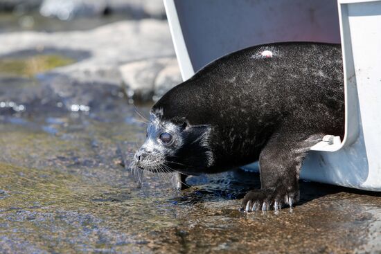 Kroshik the baby seal released into Lake Ladoga from Valaam Island