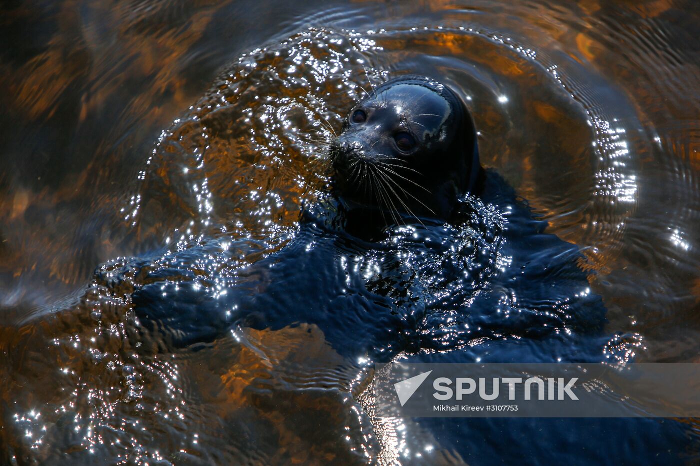 Kroshik the baby seal released into Lake Ladoga from Valaam Island