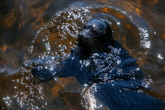 Kroshik the baby seal released into Lake Ladoga from Valaam Island