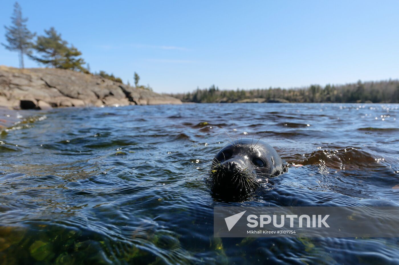 Kroshik the baby seal released into Lake Ladoga from Valaam Island