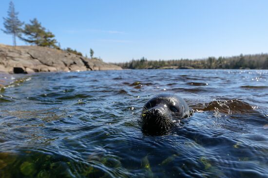 Kroshik the baby seal released into Lake Ladoga from Valaam Island
